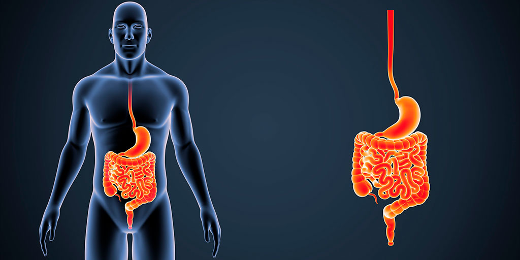 La nostra salute passa per l'intestino