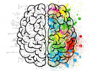 Cos’ha il cervello da consentire alla mente di funzionare?