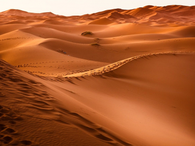 Anche dal deserto della pandemia si può rifiorire