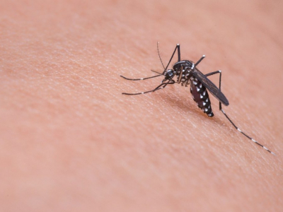La puntura di zanzara può trasmettere il coronavirus?
